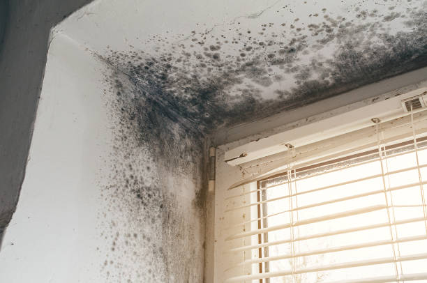 Affordable Black Mold Remediation solutions in Newburg, MD